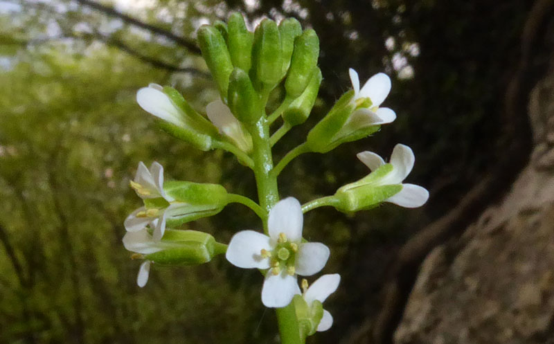 Arabis sp.